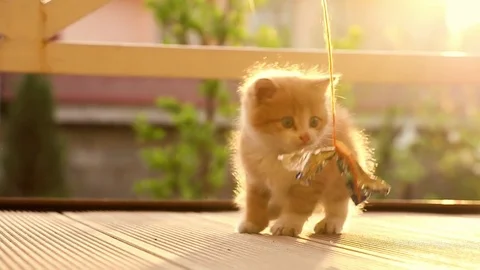Cute ginger kitten playing joyfully with a toy 動画素材 77857449