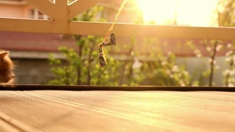 Cute ginger kitten playing joyfully with a toy Stock Footage