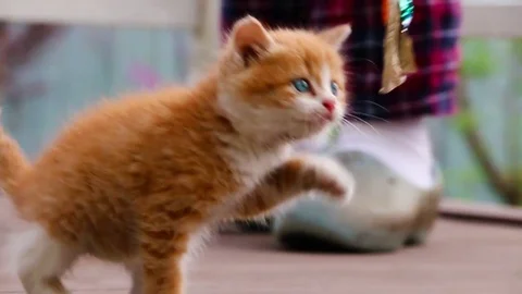 Cute ginger kitten playing joyfully with a toy Stock Footage 77857506