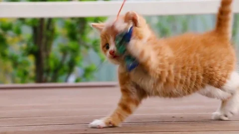 Cute ginger kitten playing joyfully with a toy Stock Footage 77857540