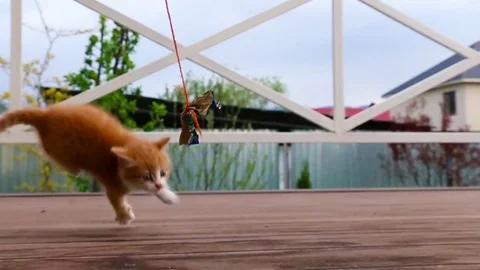 Cute ginger kitten playing joyfully with a toy Stock Footage 77857579