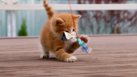 Cute ginger kitten playing joyfully with a toy Stock Footage 77857596