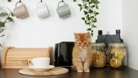 Cute Ginger kitten playing on the kitchen table. Little striped cat siting on Stock Footage 157369481
