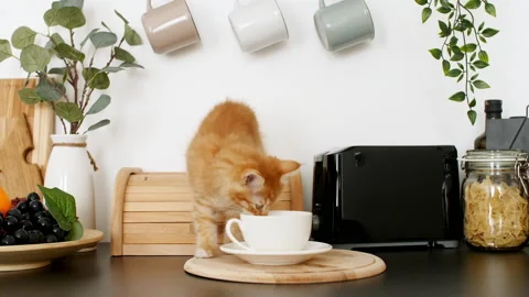 Cute Ginger kitten playing on the kitchen table. The cat sniffs a cup of coffee. Video stock 157736253