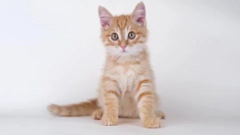 Cute ginger kitten playing on light background Stock Footage 310043082