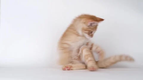 Cute ginger kitten playing on light background Stock-Footage 310043213