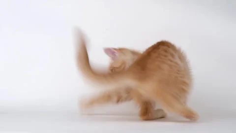 Cute ginger kitten playing on light background Stock-Footage 310043307