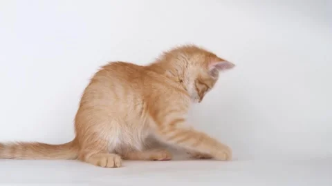 Cute ginger kitten playing on light background Stock-Footage 310043380