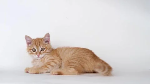 Cute ginger kitten playing on light background Stock-Footage 310043455