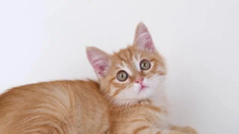 Cute ginger kitten playing on light background Stock-Footage 310043628