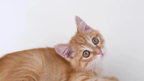 Cute ginger kitten playing on light background Stock-Footage 310043720