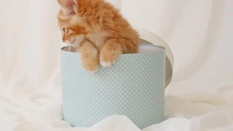 Cute Ginger Kitten in a Present Blue Box Happy Birthday Gift Surprise. Cat Stock Footage 160459703