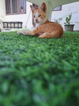 Cute Ginger Kitten Resting Relaxed on Green Artificial Grass Turf Stock Photos