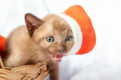 Cute ginger kitten in Santa hat on the basket Stock Photos