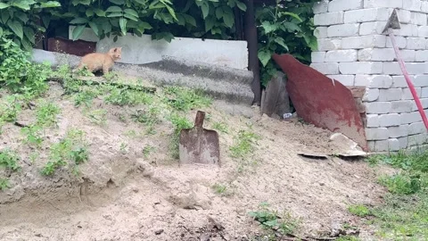Cute ginger kitten sitting alone on a backyard sand pile Stock Footage 336321237