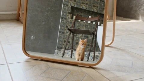 Cute ginger kitten sitting on the floor on the laminate. Cat hunt. Kitten moving Stock Footage 161223723
