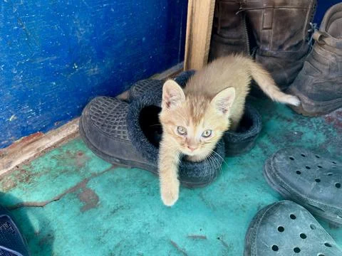 Cute Ginger Kitten Sitting Inside Black Slipper Fotos de archivo