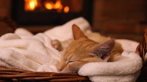 Cute ginger kitten sleeping at the fireplace Stock Footage 114567747