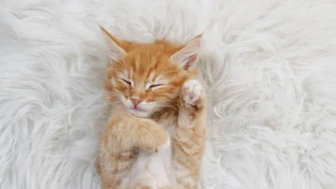 Cute Ginger Kitten Sleeping on a fur White Blanket. Kitten Wakes up and Stock Footage 158116469