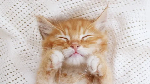Cute Ginger Kitten Sleeping on a fur White Blanket. Baby Cat Sleeping. Concept Stock Footage 161871489
