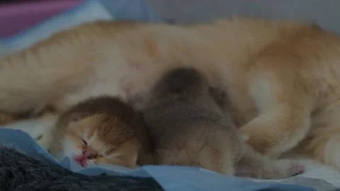 Cute ginger kitten sleeping next to its mother cat and sibling. Stock Footage 308139260