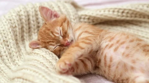 Cute ginger kitten sleeping sweetly next to a beige knit scarf Stock Footage 278522060