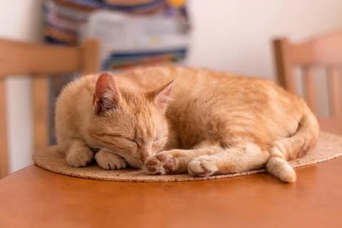 Cute ginger kitten sleeping on a table in kitchen Stock Photos