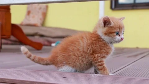 Cute ginger kitten trying to intimidate the cameraman Stock Footage 78533642