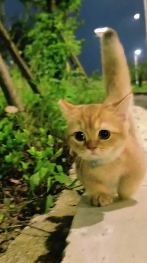 Cute ginger kitten walking on a sidewalk at night Video stock 346637861