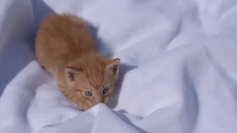 Cute ginger kitten on white blanket. Stock Footage 305290901