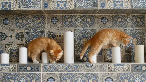 Cute ginger kittens playing in the bathroom. Cute funny home pets. Domestic Stock Footage 161225626