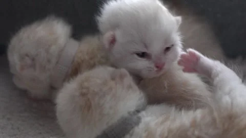 Cute ginger kittens sleeping on blanket. Cats rest napping on bed. Comfortable Stock Footage 312354233