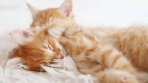 Cute Ginger Kittens Sleeping on a fur White Blanket. Kittens Wakes up, Yawns and Stock Footage 156614128
