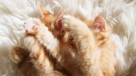 Cute Ginger Kittens Sleeping on a fur White Blanket. Kittens Wakes up, Yawns and Stock Footage 158554622