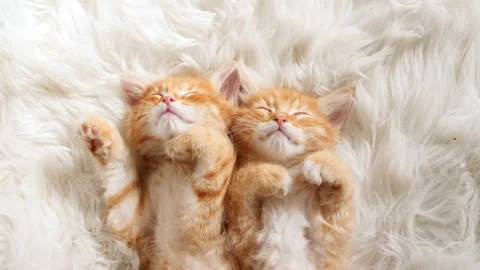Cute Ginger Kittens Sleeping on a fur White Blanket. Concept of Happy Adorable Video stock 159018856