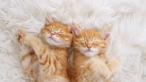 Cute Ginger Kittens Sleeping on a fur White Blanket. Concept of Happy Adorable Stock Footage 161225738