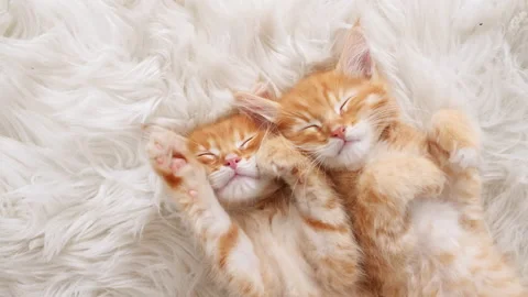 Cute Ginger Kittens Sleeping on a fur White Blanket. Concept of Happy Adorable Video stock 161725468