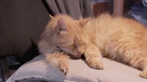 Cute ginger kitty cleaning dirty fur. stray cat suffering from flea infection Stock Footage 162692540