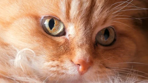 Cute ginger or red CAT muzzle close up, macro shot. Domestic pet Stock Footage 91706872