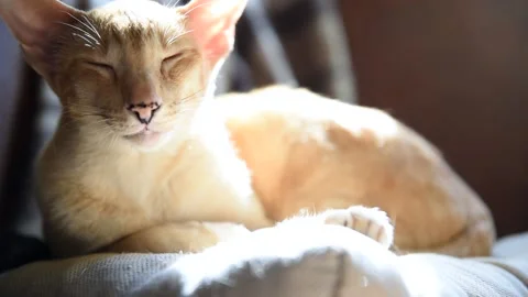 Cute ginger red oriental cat warms in the rays of the sun from the window Stock Footage 132897547