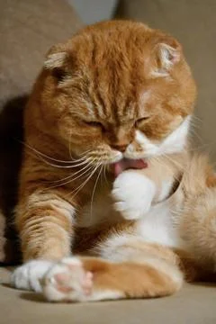 Cute Ginger Scottish Fold Cat Licking Its Paw on Sofa Stock Photos