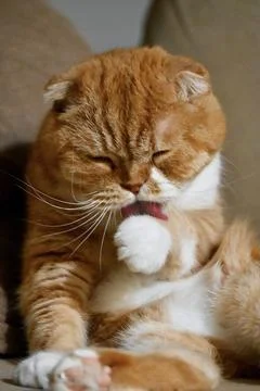 Cute Ginger Scottish Fold Cat Licking Its Paw on Sofa Stock Photos