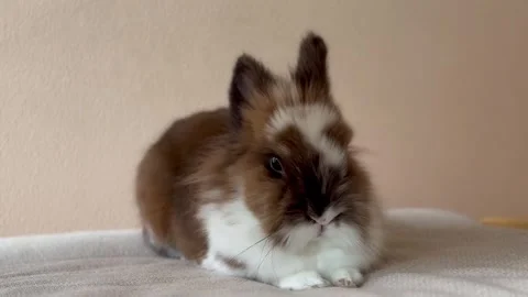 Cute Ginger small rabbit sleeping on the pillow in the house Stock Footage 276965350