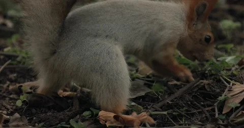 A cute ginger squirrel hides a nut to eat in winter. Stock Footage 163315596