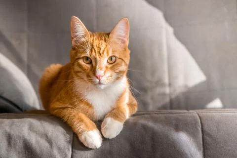 Cute ginger tabby cat laying on top of sofa in bedroom closeup Stock Photos
