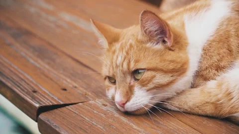 Cute ginger tabby cat lie down rest on wooden bench Stock Footage 340601957