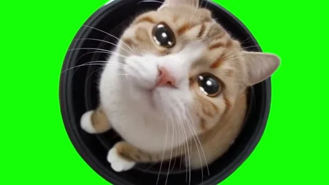 Cute ginger tabby cat looking upwards from inside black circular bowl against Stock-Footage 346040211