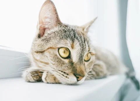 Cute ginger tabby cat lying on windowsill, close-up of muzzle. Stock Photos
