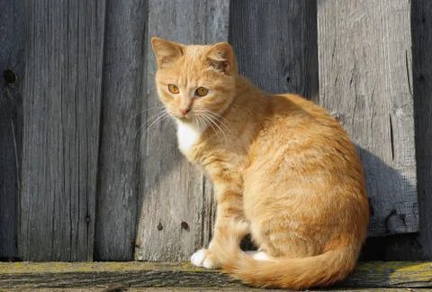 Cute ginger tabby cat Stock Photos