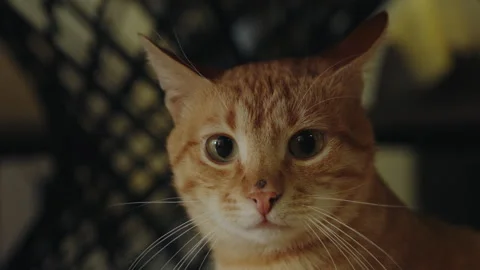 Cute ginger tabby cat sitting at home, looking concentrated around, closeup. Stock Footage 266937595